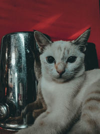 Close-up portrait of cat sitting at home