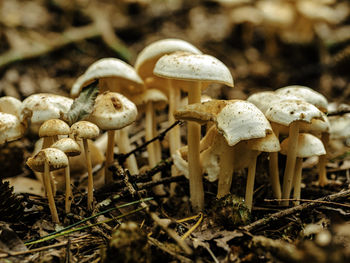 Close-up of mushrooms growing on field