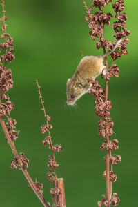 Close-up of lizard on a flower