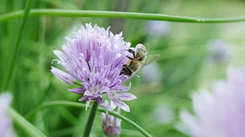 Close-up of bee on purple flower