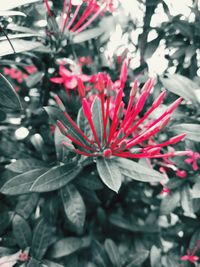 Close-up of red flowering plant