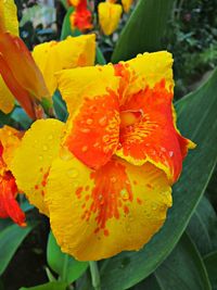 Close-up of orange flowers