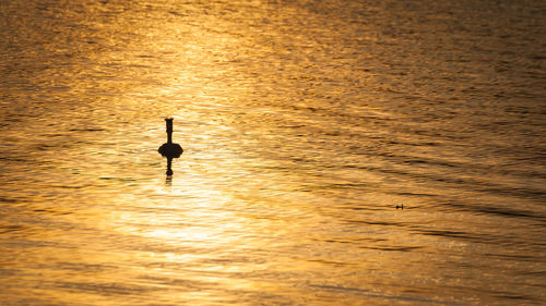 Silhouette bird in a sea