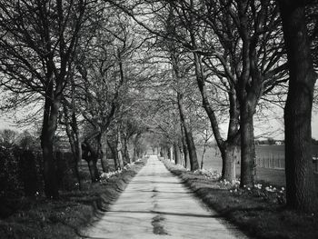 View of trees in row