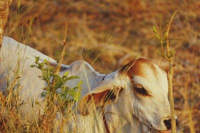 Close-up of a horse on field