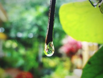 Close-up of water drops on leaf