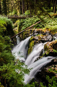 Scenic view of waterfall in forest