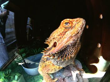 Close-up of chameleon