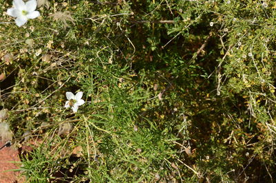 White flowers growing in field