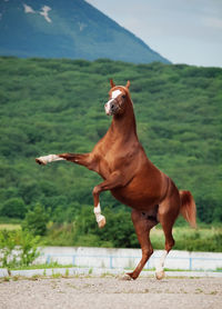 Side view of horse jumping on land against mountain