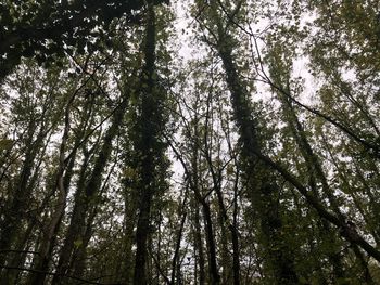 Low angle view of bamboo trees in forest