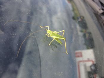 Close-up of grasshopper