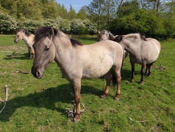 Horses standing in ranch