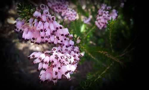 Close-up of pink flowers on branch