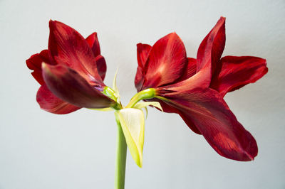 Close up of red flowers blooming against white background