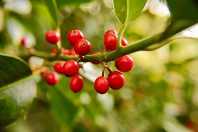 Close-up of red berries growing on tree