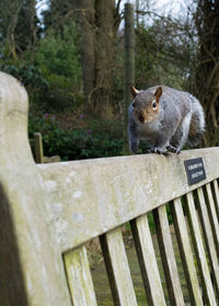 Portrait of squirrel on tree