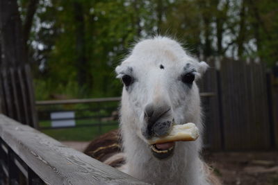 Close-up portrait of a sheep