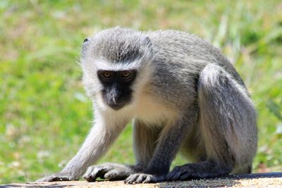 Portrait of monkey sitting on land