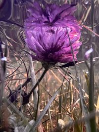 Close-up of purple flowering plant