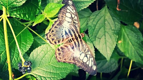 Close-up of butterfly on leaf