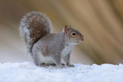 Close-up of squirrel on snow