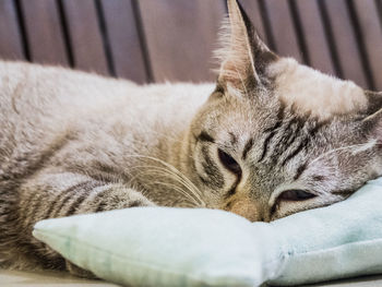 Close-up of cat relaxing