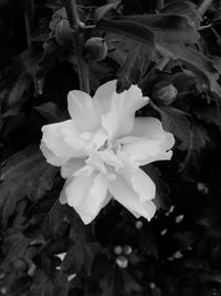 Close-up of white flowers blooming outdoors