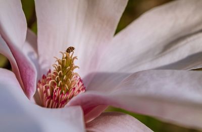 Close-up of bee on pink magnolia  flower