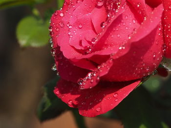 Close-up of water drops on red rose