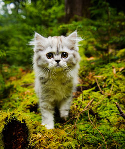 Portrait of kitten standing on ground