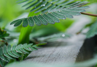 Close-up of leaves