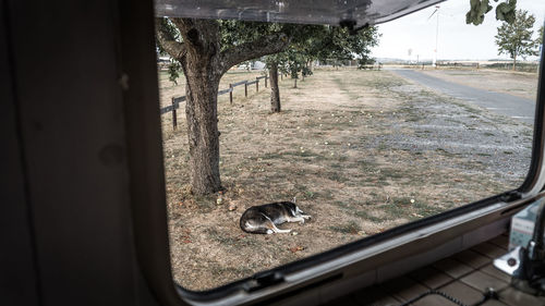View of an animal seen through car windshield