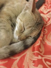 Close-up of cat sleeping