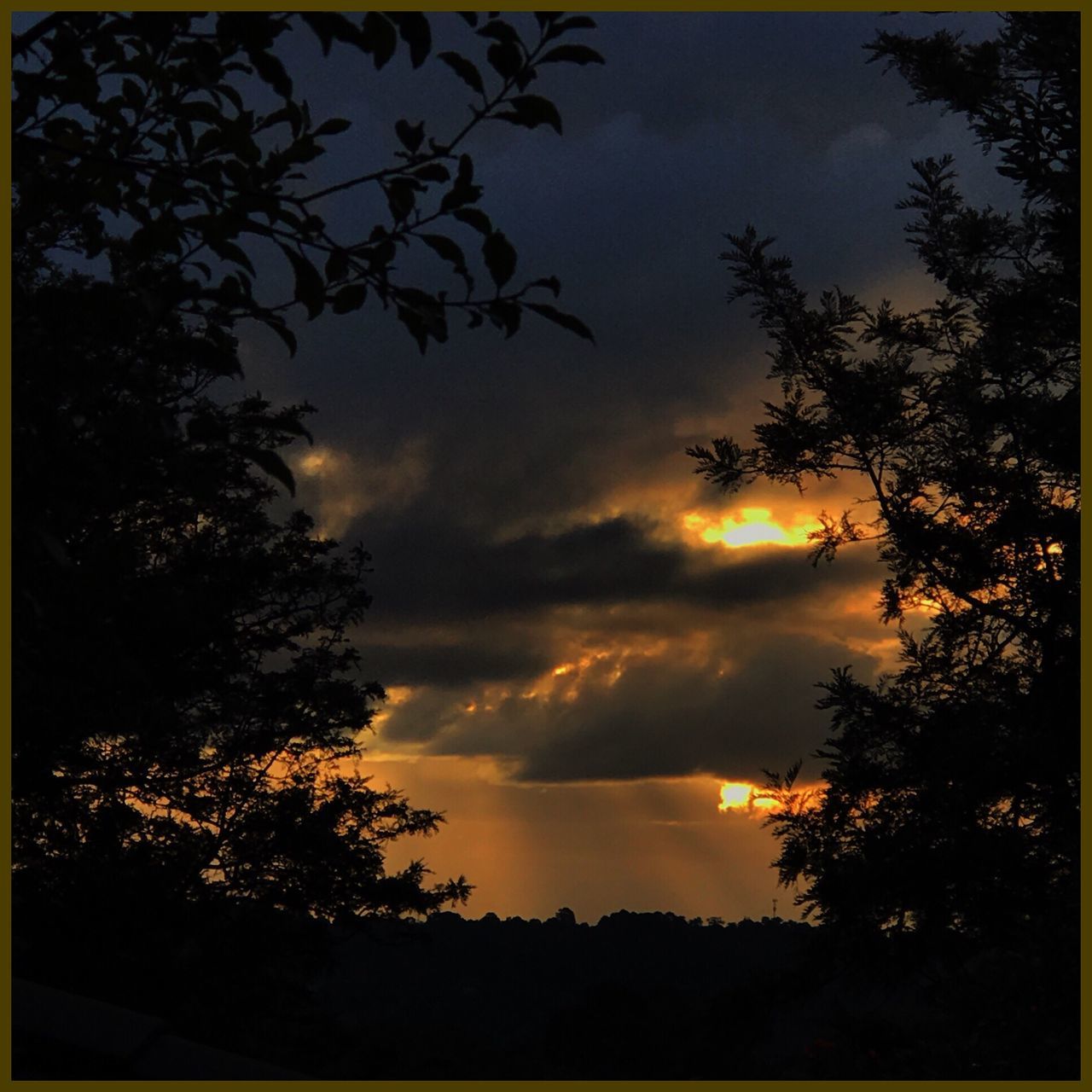 tree, silhouette, sky, nature, beauty in nature, sunset, tranquil scene, scenics, no people, tranquility, low angle view, outdoors, growth, cloud - sky, branch, day