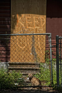 Cat standing on metal fence