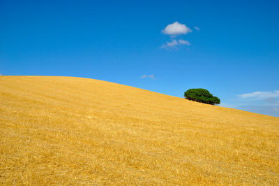 Scenic view of agricultural field against blue sky