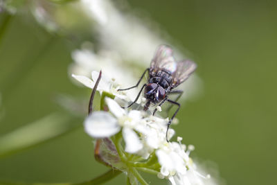 Close-up of insect on flower