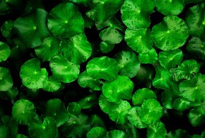 Full frame shot of green leaves