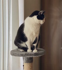 Close-up of a cat looking away