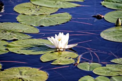 Close-up of lotus water lily in lake