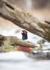 View of bird by tree