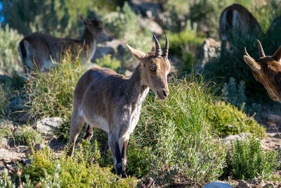 A family of goats taking a walk in the mountains in marbella, spain