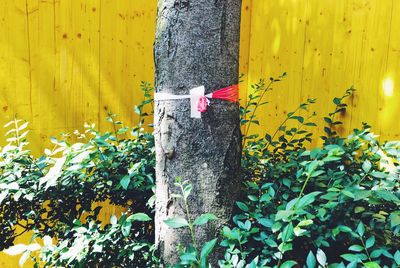 Close-up of yellow flowering plants on tree trunk