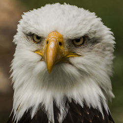 Close-up portrait of owl