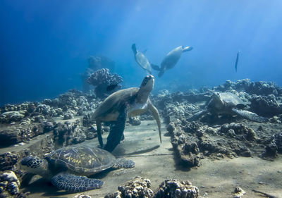 Flock of fish swimming in sea