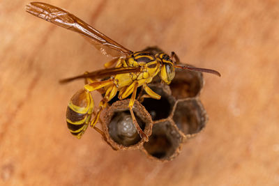 Close-up of insect