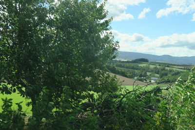 Scenic view of trees on field against sky