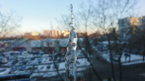 Close-up of icicles hanging on tree against sky