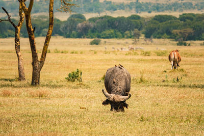 An antelope and buffaloes grazing in the wild at soysambu conservancy in naivasha, kenya